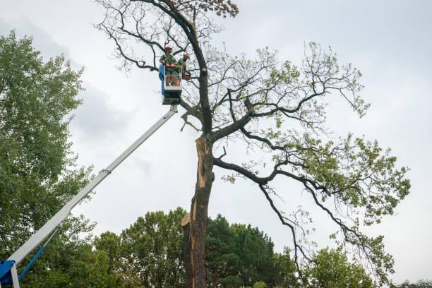 Best Palm Tree Trimming  in Cabana Colony, FL